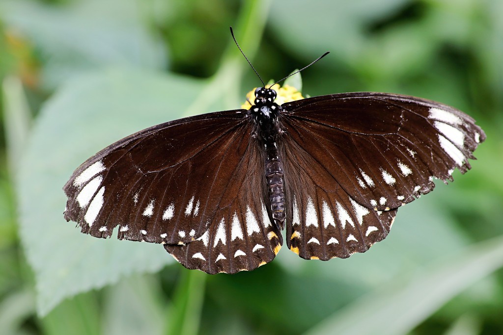 vlinder vlinders hdr insect insecten nederland uitheems Lepidoptera rups rupsen vlindertuin natuur